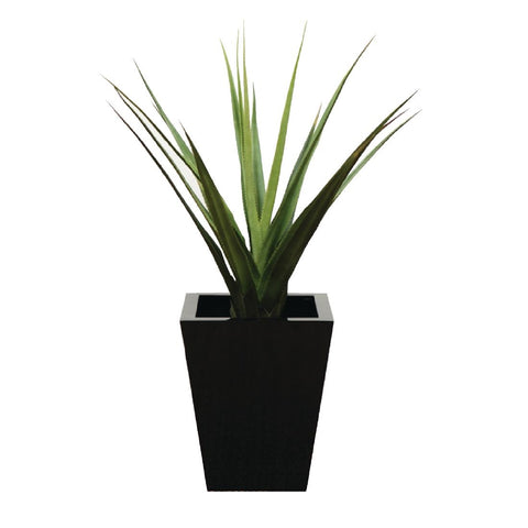 Pandanus Green 900mm product image