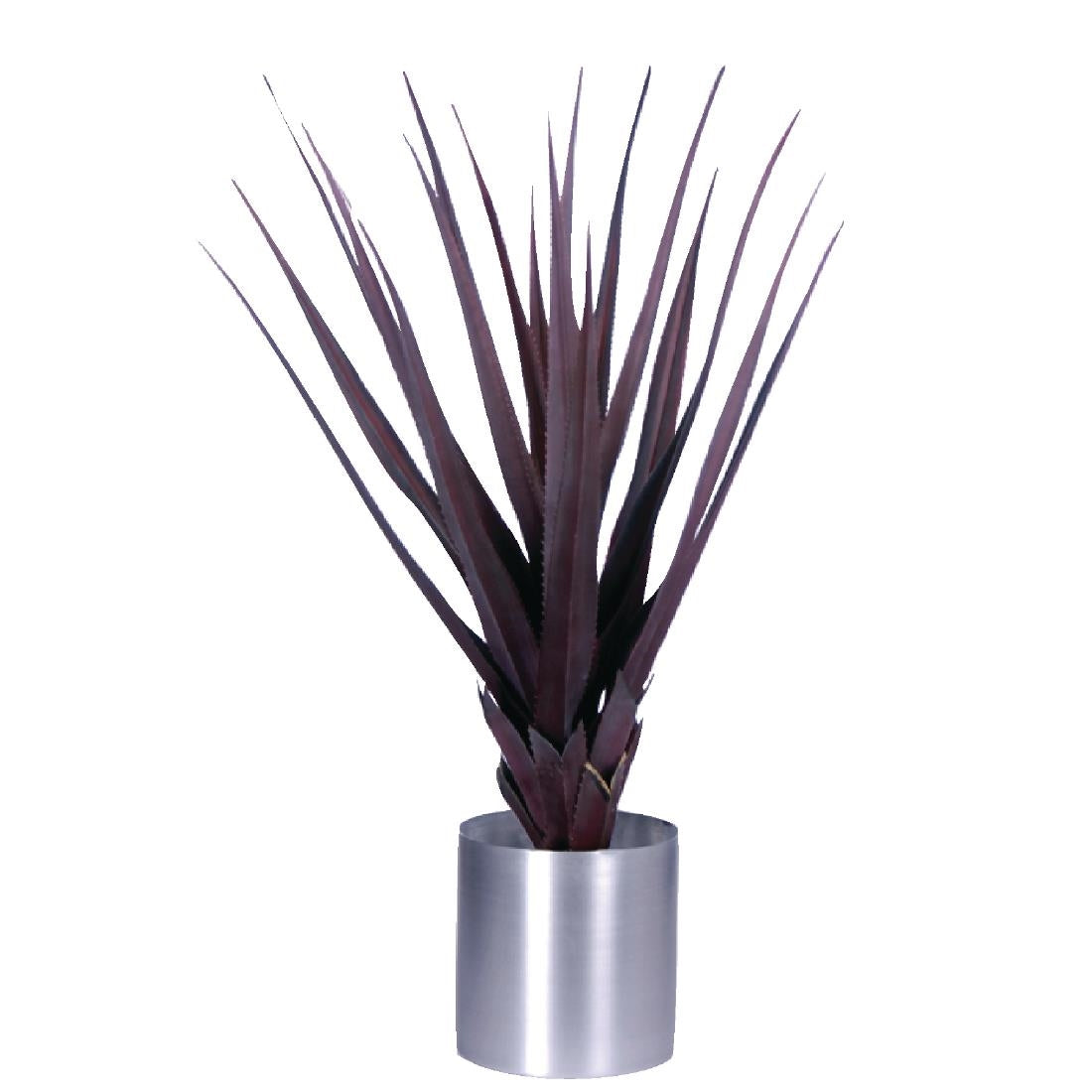 Pandanus Red 900mm product image