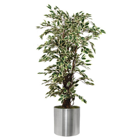 Ficus Exotica Variagated 1500mm product image